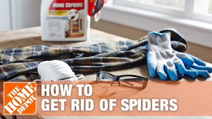 Tips on how to Get Rid of Cellar Spiders A Complete Information
