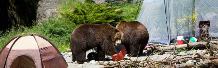 How to keep bears away from rodent bait stations