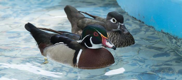 How to keep ducks away from swimming pool