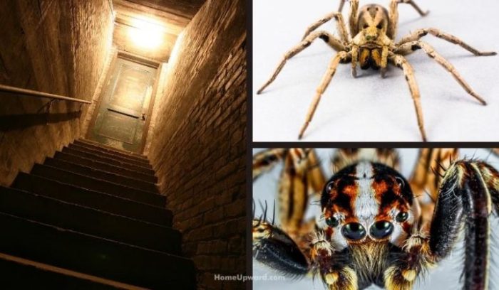 Tips on how to Maintain Spiders Out of Basement A Information