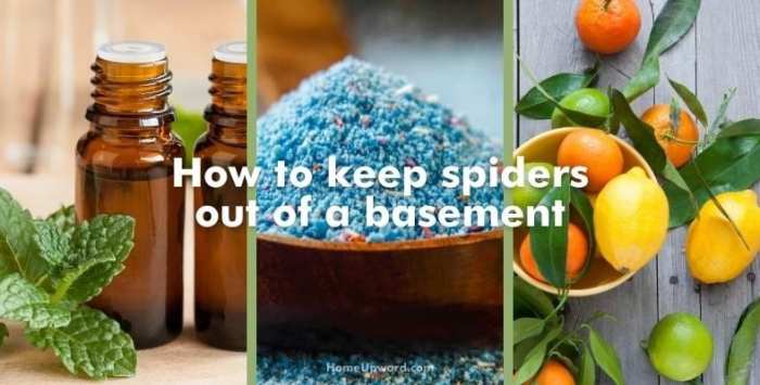 How to keep spiders out of basement