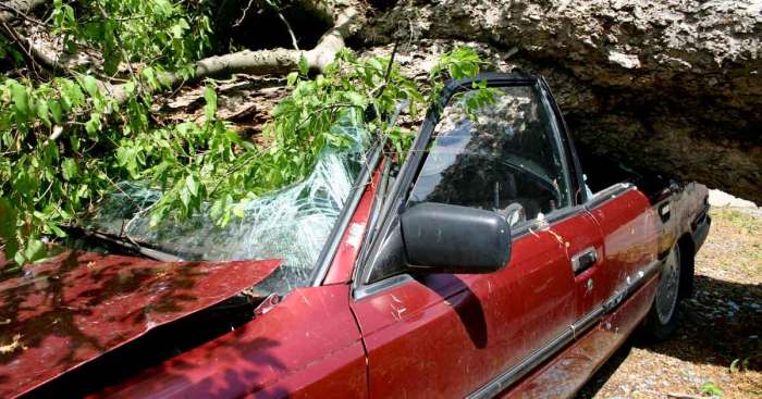 Tree Fell on Automotive Insurance coverage Protection & Claims