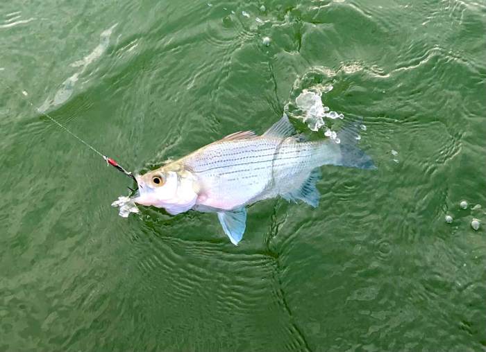 Bass white fishing schooling way into kids great get How to catch white bass