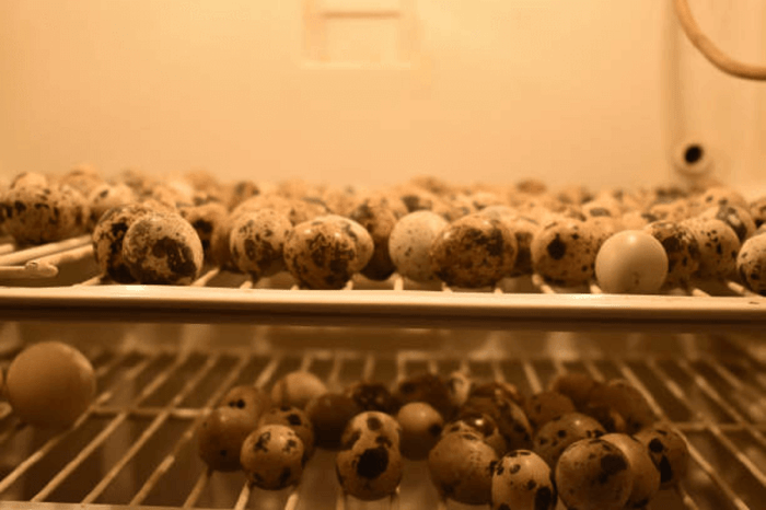 How to raise humidity in incubator