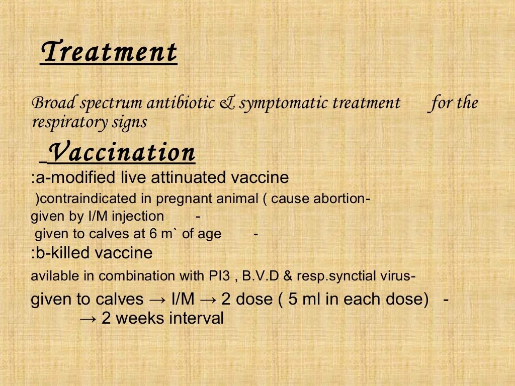 The way to Use Pyramid 4 Bovine Rhinotracheitis