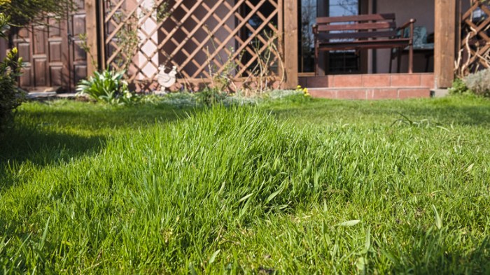 Thickening Your Garden A Full Information