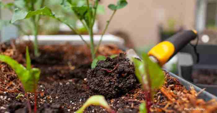 Worm castings How to use worm castings