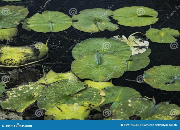 Tips on how to Winterize Lily Pads in Kansas