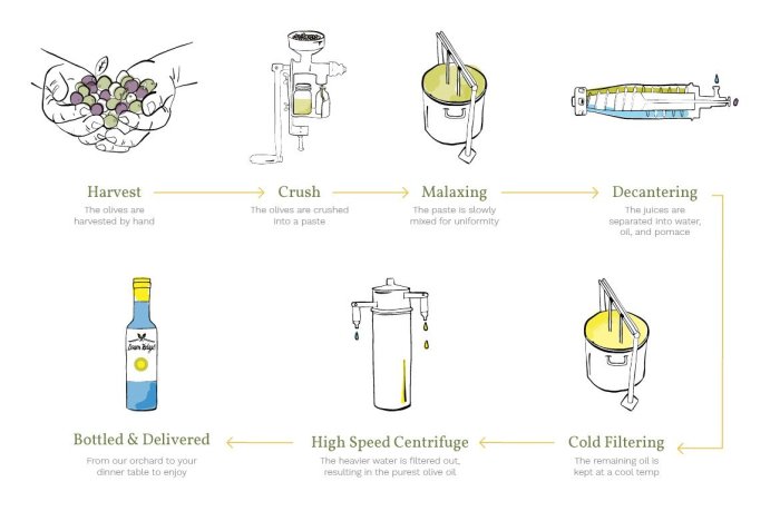 How many olives to make olive oil