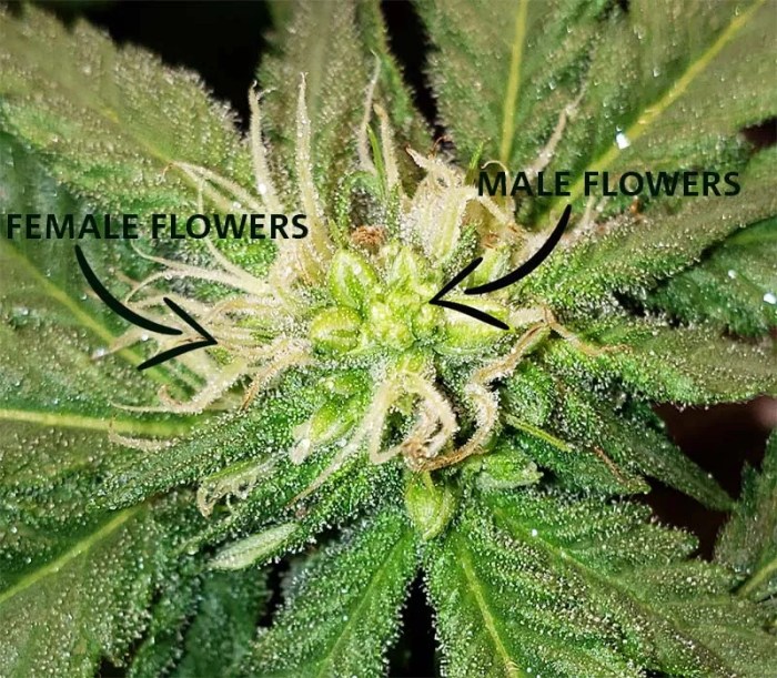The best way to Inform Male from Feminine Hashish Crops