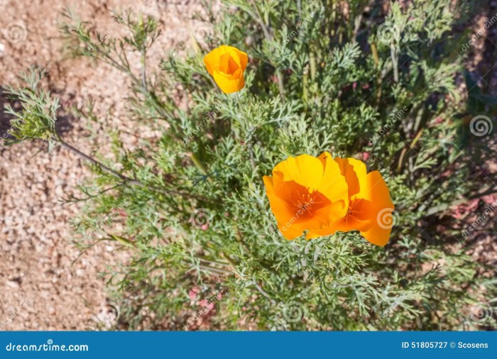 Mexican Poppies Desert Survival Methods