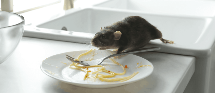 Banishing Mice Condo Constructing Options