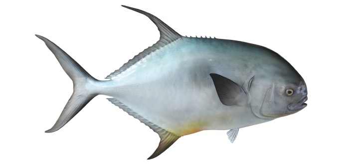 Learn how to Mount a Fish A Complete Information