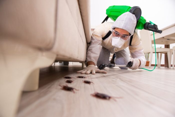 How one can Clear a Vacant Condo of Pests A Complete Information