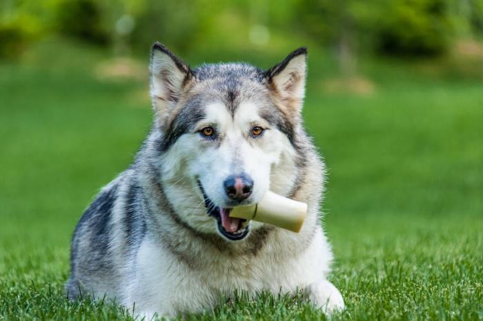 How to prepare marrow bones for dogs