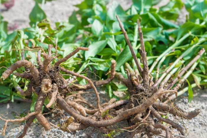 How Lengthy Does It Take for Turf to Take Root?