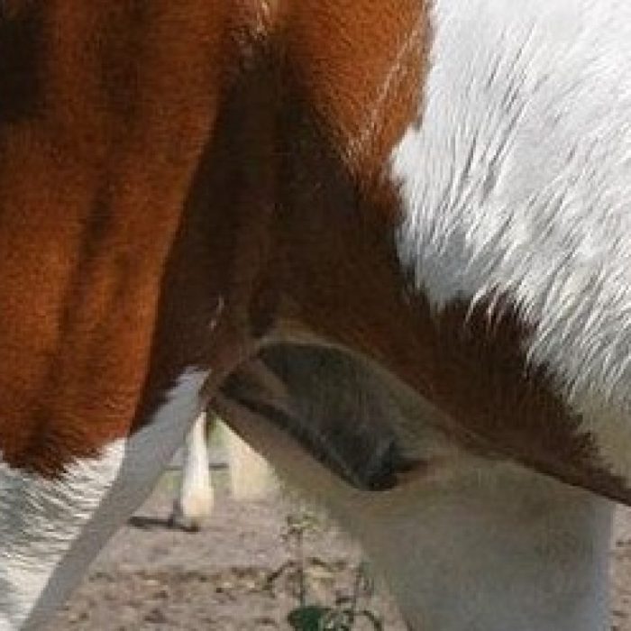 Clear Horse Sheath A Complete Information