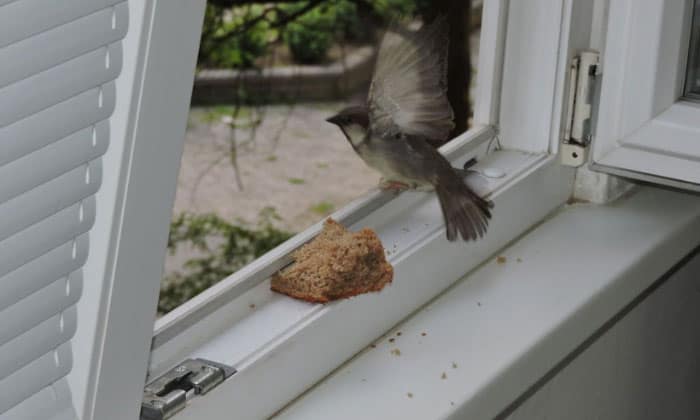How to get a bird out of a building