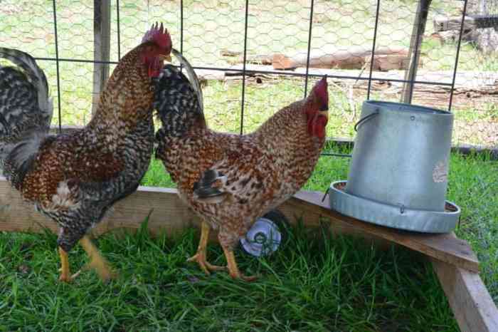 Chickens howe owned How to breed rhodebar chicken