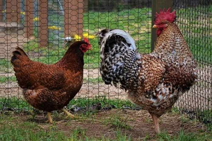 Easy methods to Breed Rhode Island Purple Chickens