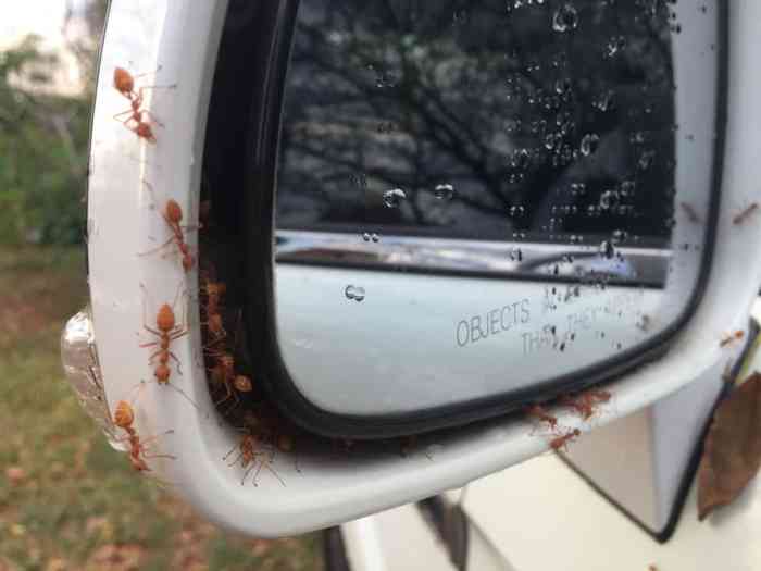 Banishing Ants Learn how to Get Rid of Ants in RV