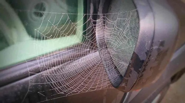Edderkop spiders danmark hvad How to get rid of spiders in car