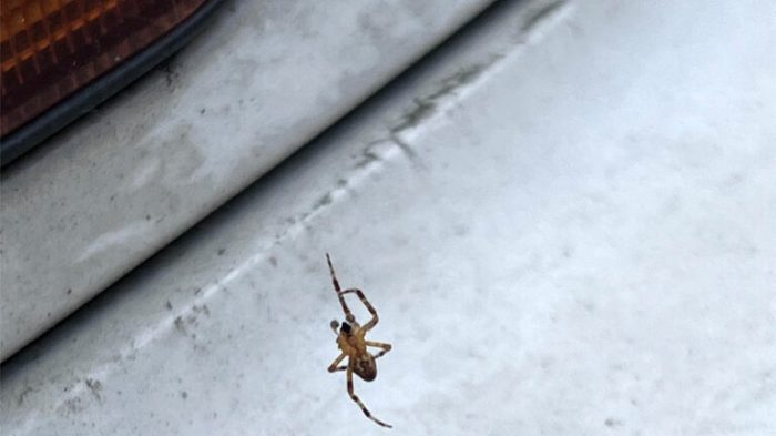 How to get spiders out of car