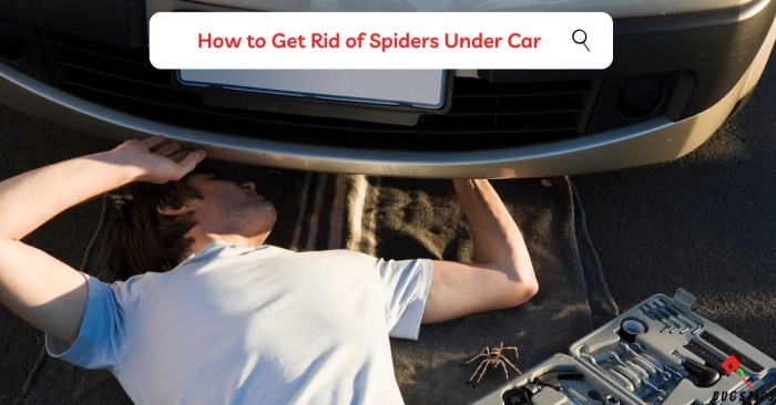 How to get rid of spiders in car