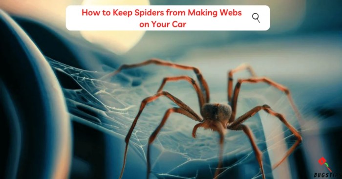 How to get spiders out of car