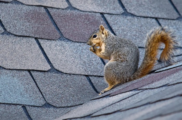 How to keep squirrels off roof