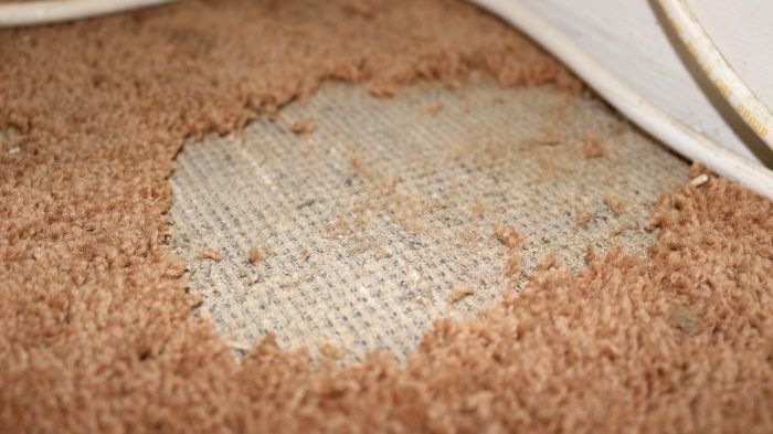 How to get rid of carpet moths