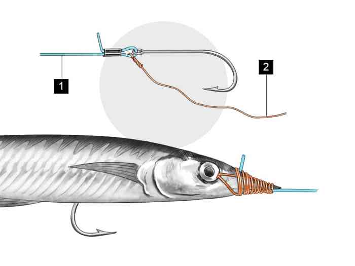 BVI Ballyhoo Fishing Your Information to Success