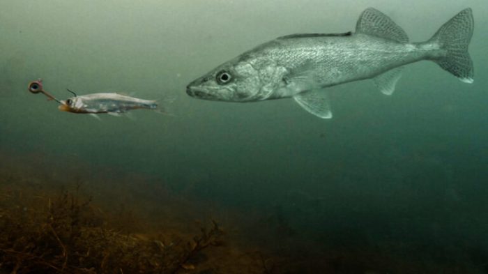 How to catch walleye from shore