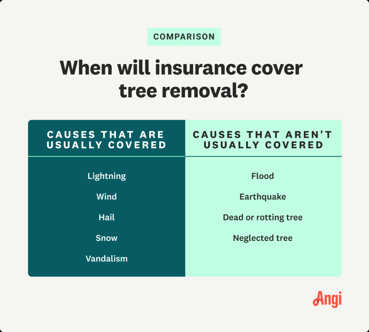 Does Insurance coverage Cowl a Falling Tree on Your Automobile?
